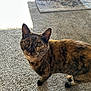 cat, tortoiseshell, pet, indoor, carpet, curious, animal, feline, looking_up, ears, whiskers, fur, domestic, table, rug, sunlight, shadow, floor, home, closeup