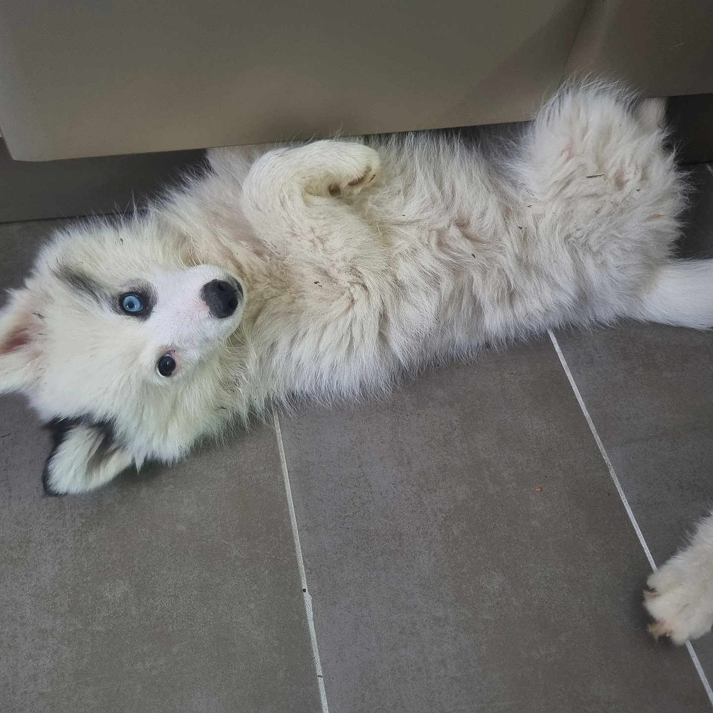 Angel a rejoint le concours — aidez-le/la à gagner de superbes lots ! animal, canine, cat, dog, eskimodog, husky, pet, puppy, tile, whitedog