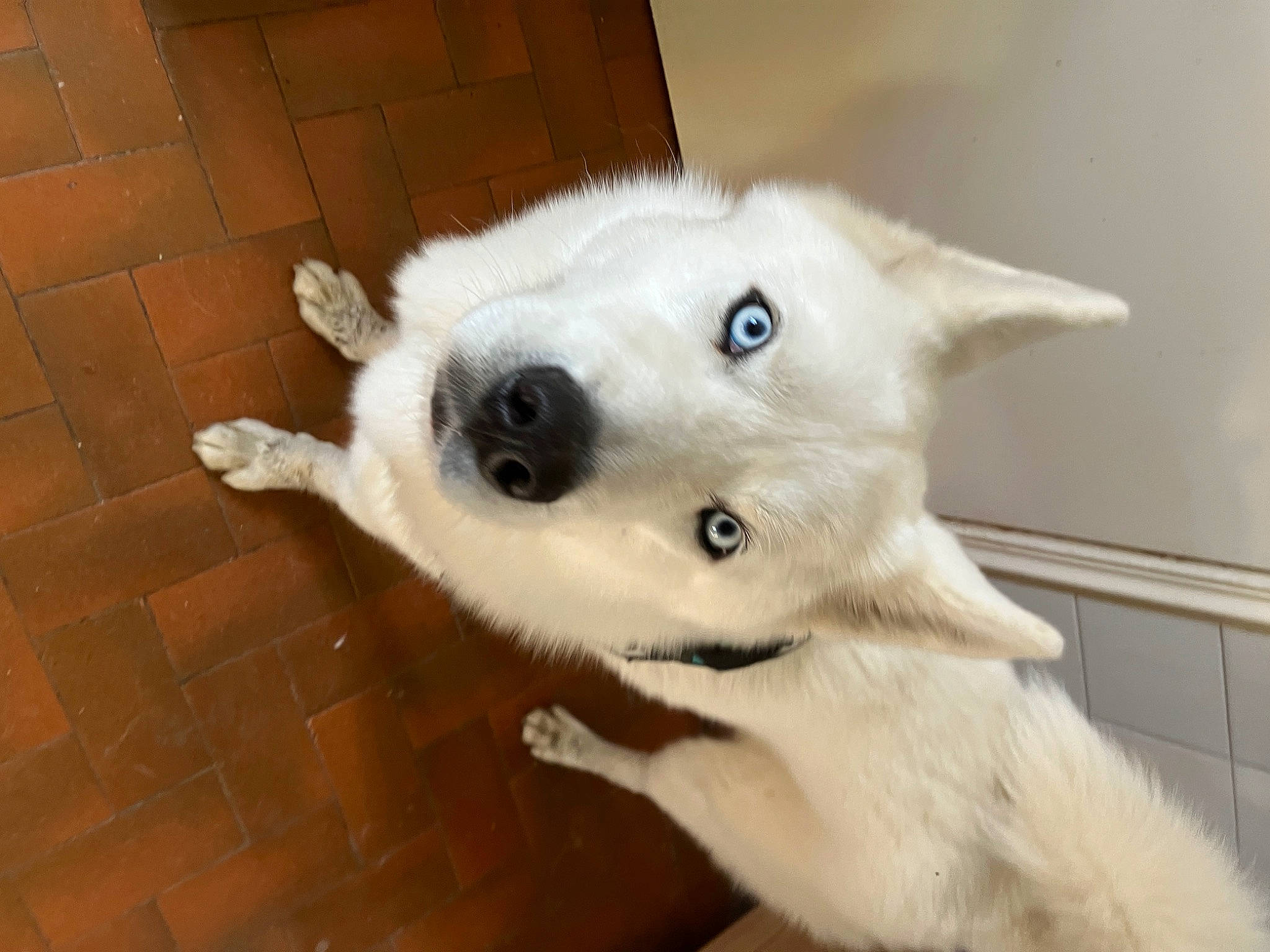 Snow participe au concours pour gagner de l'argent avec cette photo : brick, brickwork, canidae, carnivore, companion_dog, dog, dog_breed, ear, eye, fawn, flooring, fur, german_spitz_mittel, paw, samoyed, sporting_group, tail, volpino_italiano, whiskers, working_animal