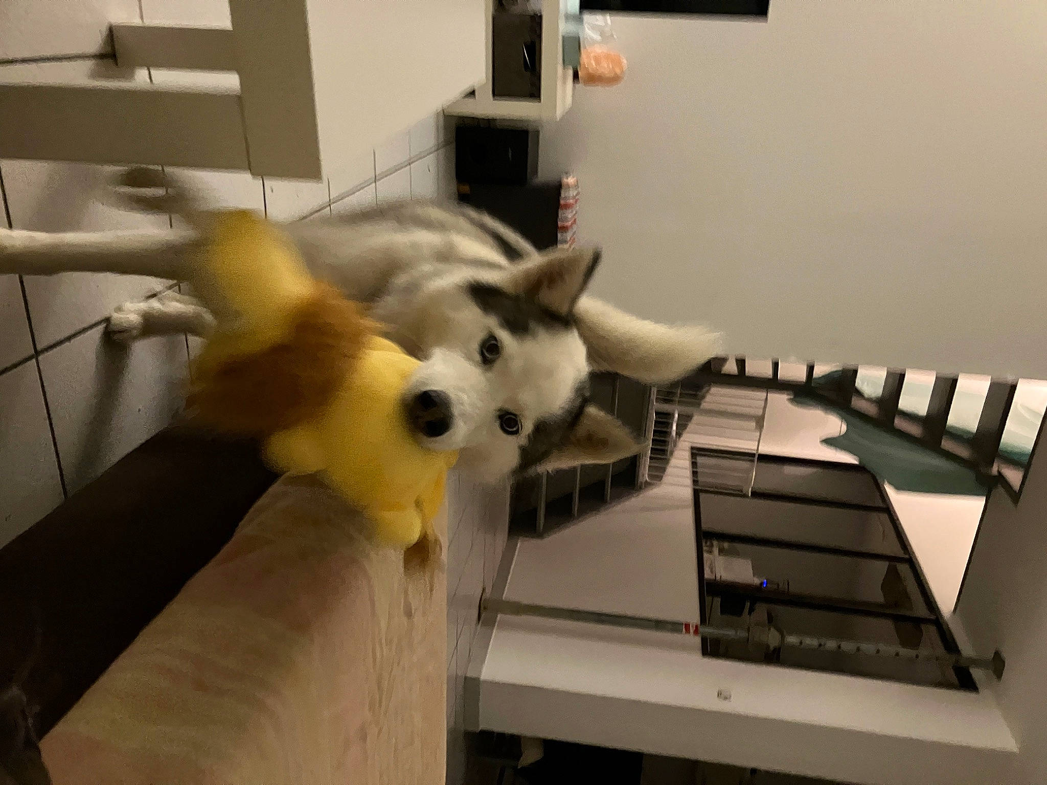 June a rejoint le concours — aidez-le/la à gagner de superbes lots ! australian_shepherd, canidae, carnivore, companion_dog, desk, dog, dog_breed, felidae, flooring, fur, herding_dog, non_sporting_group, office_equipment, room, small_to_medium_sized_cats, spitz, sporting_group, tail, whiskers, wood