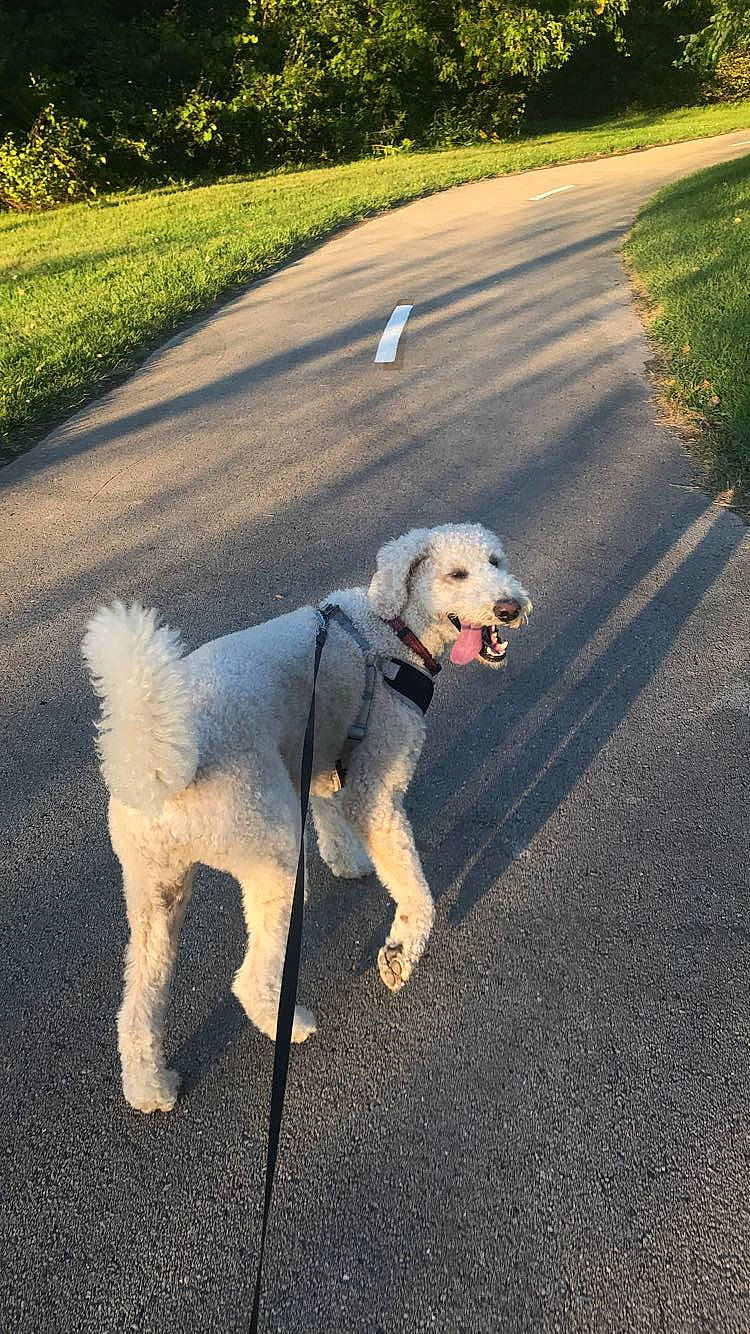 Finley is registered to the contest to win money with this photo: asphalt, canidae, carnivore, companion_dog, dog, dog_breed, dog_walking, golden_retriever, goldendoodle, labradoodle, leash, mammal, nonbuilding_structure, road, road_surface, sidewalk, sporting_group, tail, walking