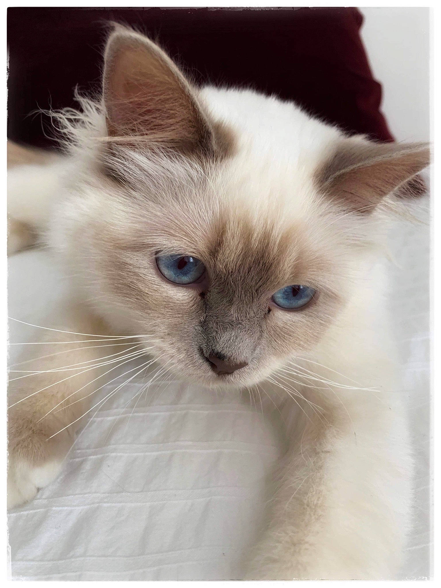 Olympe participe au concours pour gagner de l'argent avec cette photo : balinese, birman, burmese, carnivore, cat, colorpoint_shorthair, eye, felidae, himalayan, javanese, kitten, mammal, ojos_azules, ragdoll, siamese, small_to_medium_sized_cats, thai, tonkinese, vertebrate, whiskers