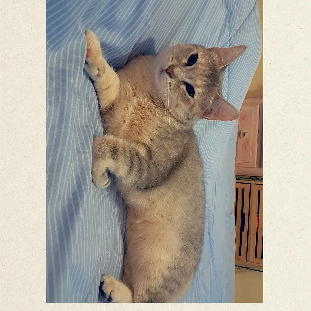 Bella a rejoint le concours — aidez-le/la à gagner de superbes lots ! animal, bed, cat, cozy, curious, cute, domestic, ears, feline, fur, furniture, indoor, paws, pet, relaxed, resting, sleepy, striped_bedspread, whiskers, wooden_cabinet