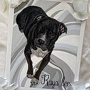 Raya is registered to the contest to win money with this photo: painting, dog, black_and_white, portrait, canvas, art, abstract_background, rose_petals, fabric, decorative, animal_art, realistic_painting, signature, pet_portrait, still_life, white_petals, text, calligraphy, gray_tones, soft_lighting