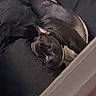 Raya is registered to the contest to win money with this photo: dog, black_dog, sleeping, couch, indoor, pet, relaxing, cozy, fur, animal, resting, domestic_animal, home, canine, quiet, comfort, laying_down, snout, ear, calm