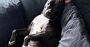 Raya joined the competition — help win amazing prizes! dog, black_dog, white_patch, couch, indoor, pet, relaxed, lying_down, canine, fur, paw, ear, snout, animal, domestic, comfort, resting, home, furniture, natural_light