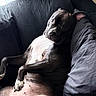 dog, black_dog, white_patch, couch, indoor, pet, relaxed, lying_down, canine, fur, paw, ear, snout, animal, domestic, comfort, resting, home, furniture, natural_light