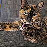 cat, tortoiseshell, pet, indoor, couch, gray, fur, whiskers, green_eyes, collar, bell, charm, relaxed, closeup, portrait, feline, texture, cozy, animal, cute
