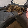 cat, tortoiseshell_cat, pet, feline, couch, sofa, blanket, indoor, relaxing, fur, sleeping, cozy, home, comfort, resting, animal, cute, tabby, furniture, living_room
