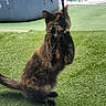 cat, tortoiseshell_cat, playing, grass, outdoor, pet, paw, string, backyard, hot_tub, feline, motion_blur, animal, fur, whiskers, green, daylight, domestic_cat, nature, young_cat