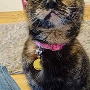Gizmo joined the competition — help win amazing prizes! cat, tortoiseshell, collar, bell, indoor, curious, pet, animal, feline, sitting, wide_eyes, looking_up, cozy, furniture, shelf, fireplace, domestic, cute, whiskers, fur