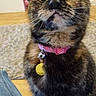 cat, tortoiseshell, collar, bell, indoor, curious, pet, animal, feline, sitting, wide_eyes, looking_up, cozy, furniture, shelf, fireplace, domestic, cute, whiskers, fur
