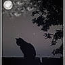 cat, silhouette, night, moon, stars, tree, branches, sky, dark, shadow, rooftop, animal, outdoor, nature, quiet, peaceful, black_cat, moonlight, evening, mysterious