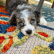 Lucy is registered to the contest to win money with this photo: puppy, dog, blue_eyes, fluffy, lying_down, indoor, colorful_rug, carpet, table, cute, pet, animal, fur, young_dog, domestic_animal, close_up, resting, floor, adorable, curious