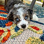puppy, dog, blue_eyes, fluffy, lying_down, indoor, colorful_rug, carpet, table, cute, pet, animal, fur, young_dog, domestic_animal, close_up, resting, floor, adorable, curious