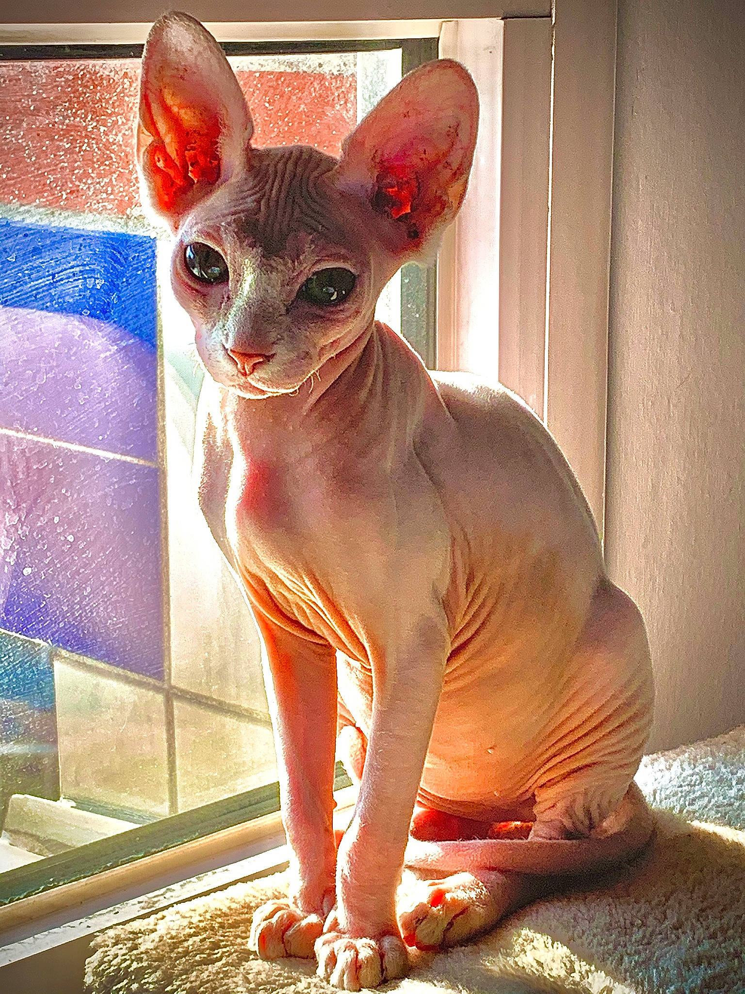 Anoï participe au concours pour gagner de l'argent avec cette photo : carnivore, cat, cornish_rex, devon_rex, donskoy, fawn, felidae, kitten, mammal, organism, peterbald, rex_cat, small_to_medium_sized_cats, sphynx, ukrainian_levkoy, vertebrate, whiskers