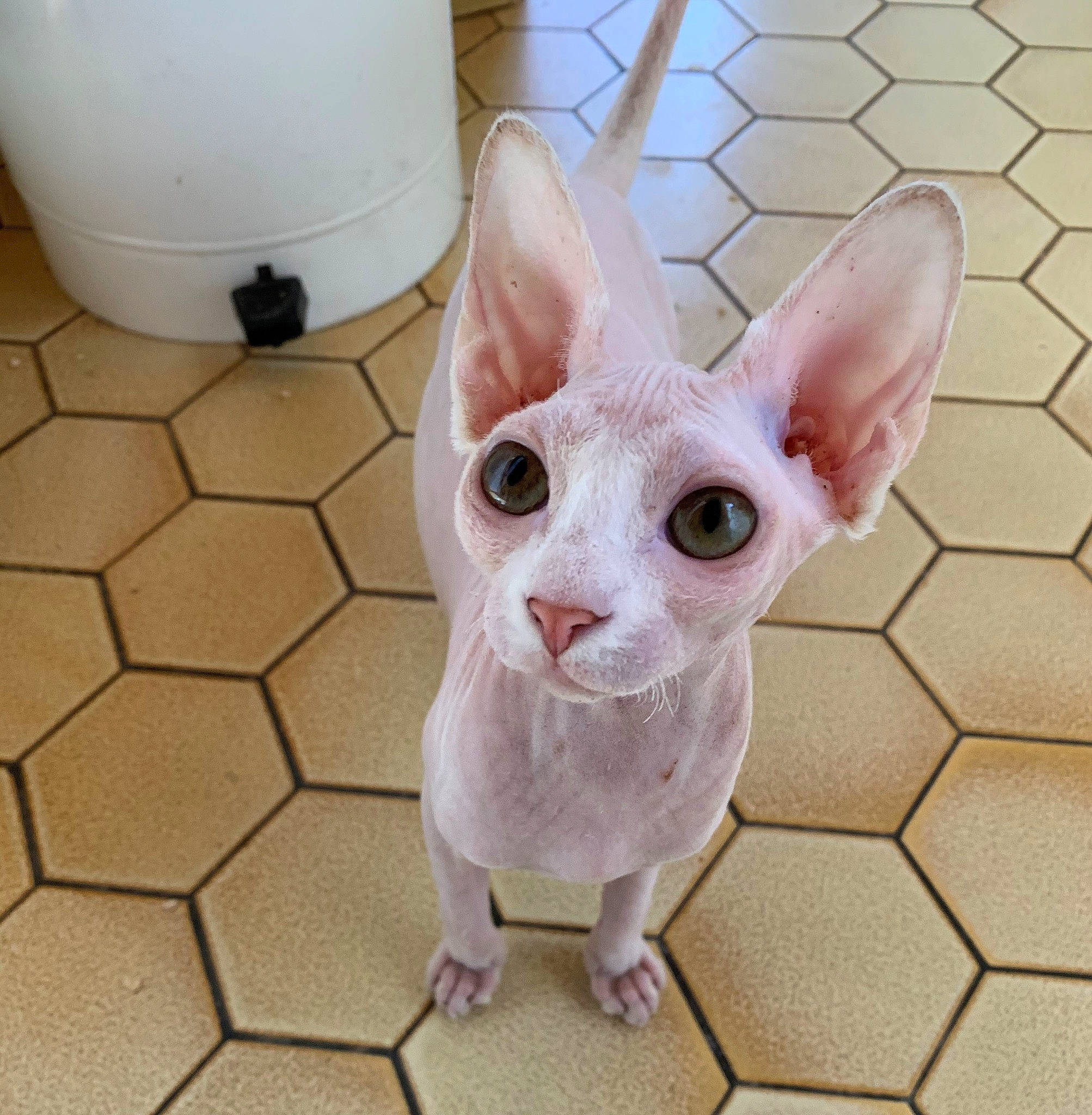 Anoï participe au concours pour gagner de l'argent avec cette photo : carnivore, cat, cornish_rex, devon_rex, donskoy, felidae, kitten, mammal, peterbald, rex_cat, small_to_medium_sized_cats, sphynx, ukrainian_levkoy, vertebrate, whiskers