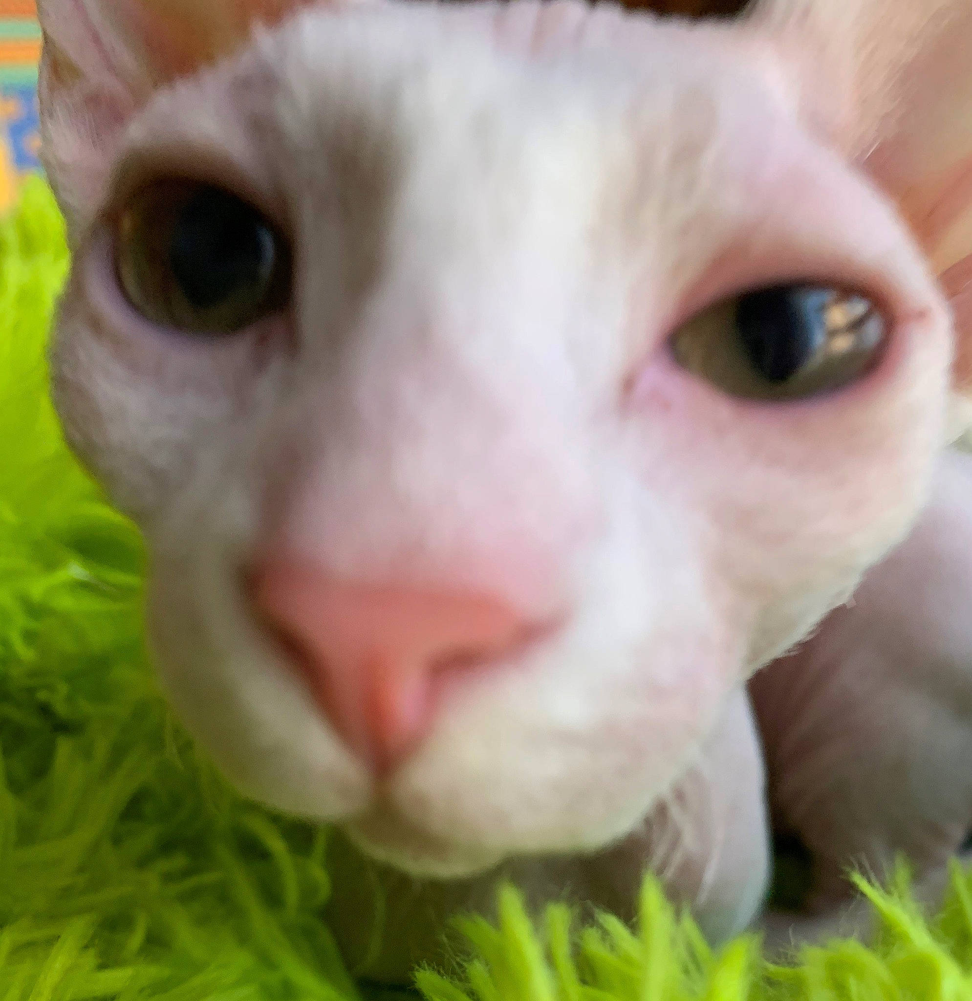 Anoï a rejoint le concours — aidez-le/la à gagner de superbes lots ! carnivore, cat, close_up, cornish_rex, devon_rex, donskoy, eye, felidae, grass, mammal, nose, oriental_shorthair, peterbald, rex_cat, small_to_medium_sized_cats, snout, sphynx, ukrainian_levkoy, vertebrate, whiskers