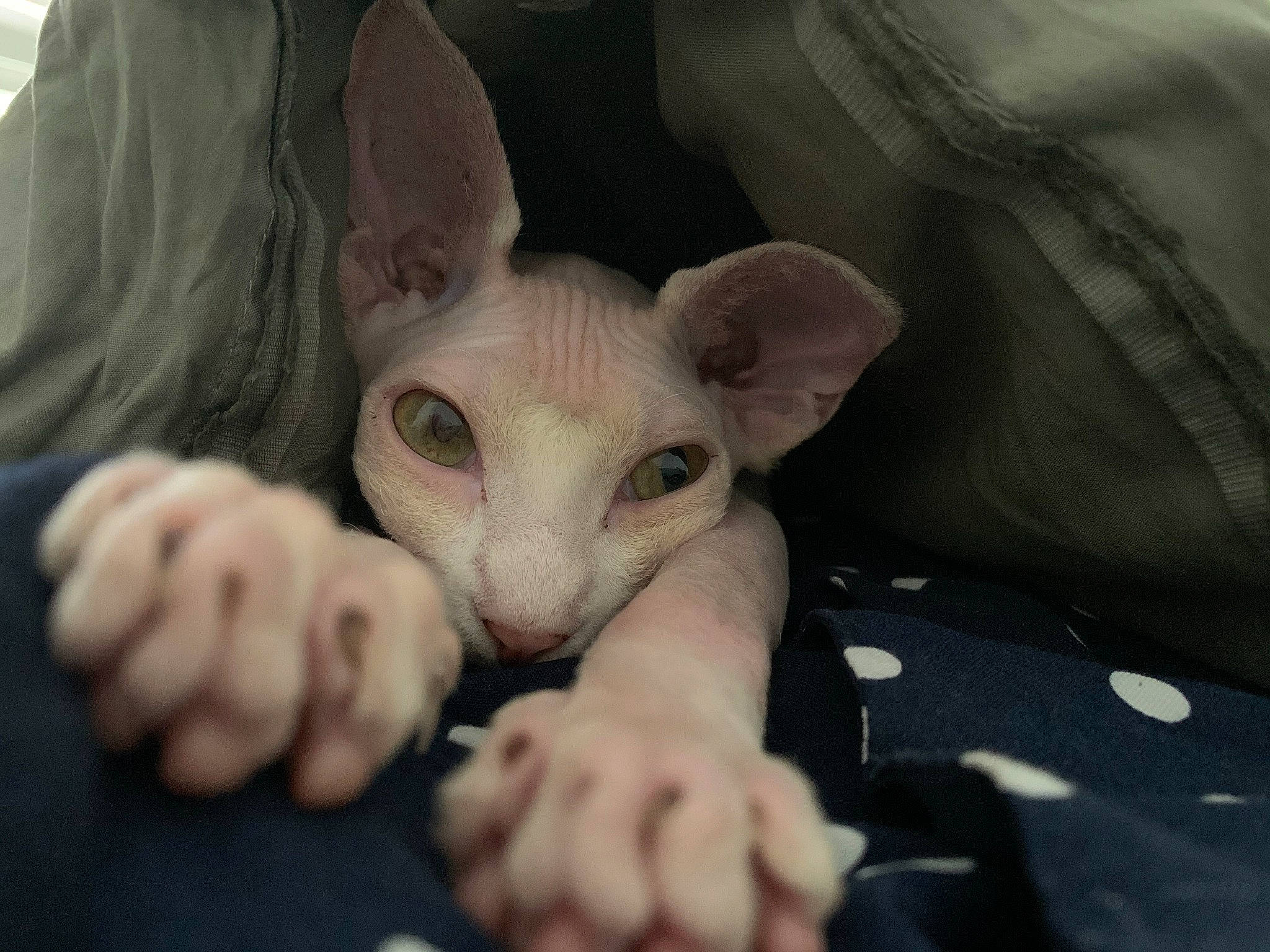 Anoï a rejoint le concours — aidez-le/la à gagner de superbes lots ! carnivore, cat, cornish_rex, devon_rex, donskoy, fawn, felidae, hand, kitten, mammal, oriental_longhair, oriental_shorthair, peterbald, rex_cat, small_to_medium_sized_cats, snout, sphynx, ukrainian_levkoy, vertebrate, whiskers