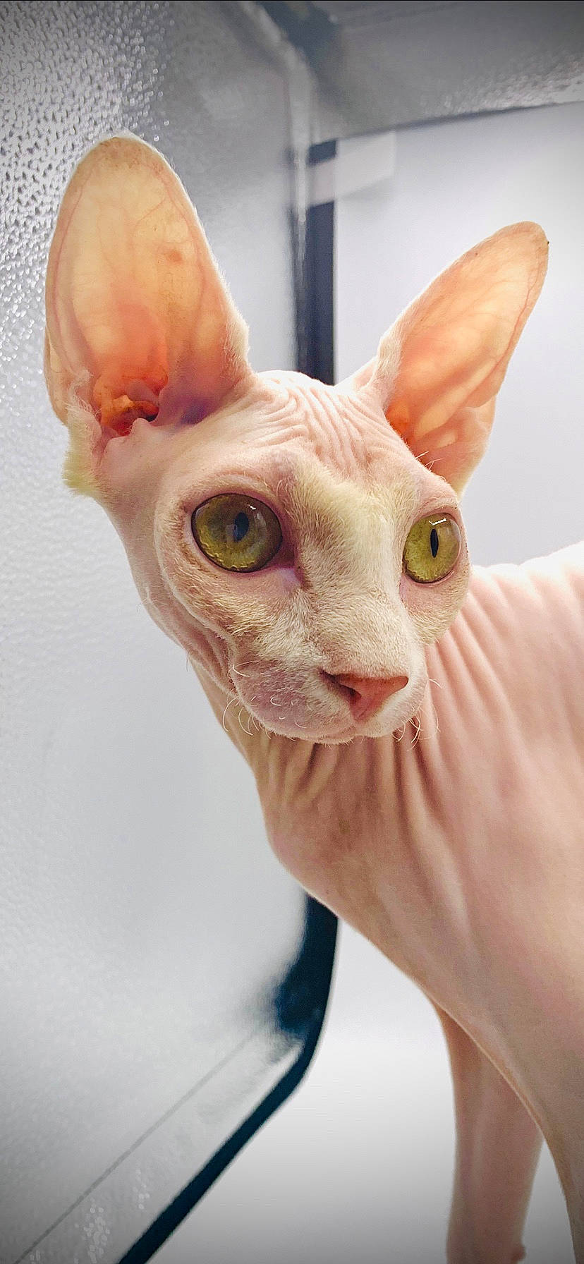 Anoï participe au concours pour gagner de l'argent avec cette photo : carnivore, cat, cornish_rex, devon_rex, donskoy, ear, felidae, kitten, mammal, oriental_shorthair, peterbald, rex_cat, small_to_medium_sized_cats, snout, sphynx, ukrainian_levkoy, vertebrate, whiskers