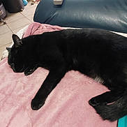 Black a rejoint le concours — aidez-le/la à gagner de superbes lots ! black_cat, sleeping_cat, pink_blanket, couch, remote_control, indoor, pet, furniture, tile_floor, toy, relaxation, cozy, domestic, animal, resting, black_fur, living_room, soft_texture, home, nap