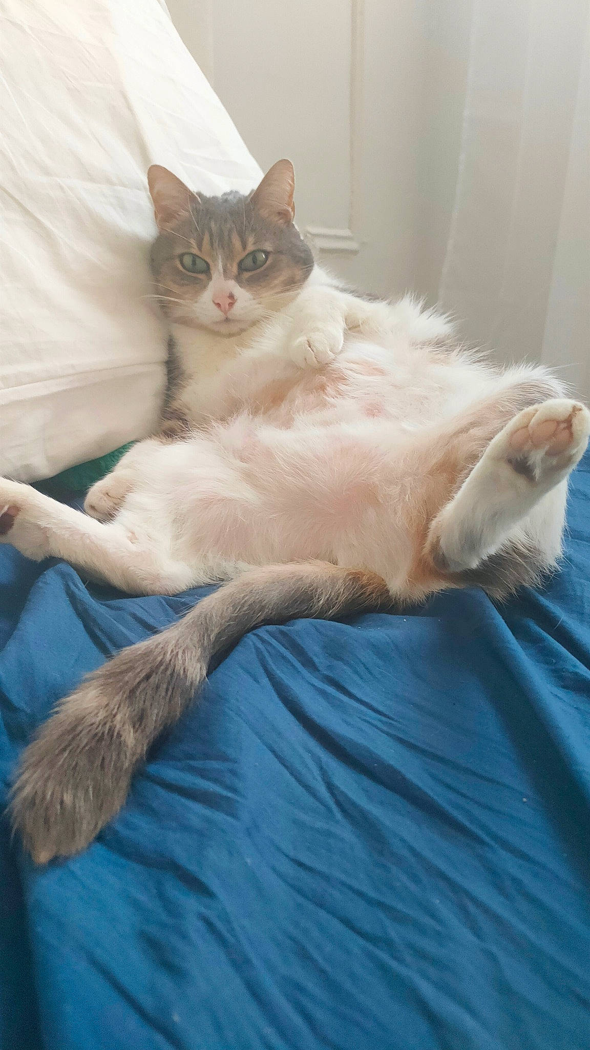 Hope participe au concours pour gagner de l'argent avec cette photo : bed, bedding, carnivore, cat, cat_supply, claw, comfort, domestic_short_haired_cat, fawn, felidae, foot, fur, nap, paw, sitting, sleep, small_to_medium_sized_cats, snout, tail, whiskers