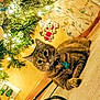 Jessie Mae joined the competition — help win amazing prizes! cat, tabby_cat, carpet, christmas_tree, christmas_lights, indoor, decorations, floral_curtain, festive, relaxed, pet, animal, home, furniture_leg, holiday, ornament, greenery, warm_lighting, cozy, floor