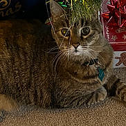 Jessie Mae is registered to the contest to win money with this photo: cat, tabby_cat, carpet, christmas_tree, ornaments, gift_box, holiday, festive, decorations, indoor, pet, feline, whiskers, collar, greenery, relaxed, cute, animal, christmas, seasonal