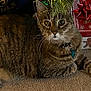 cat, tabby_cat, carpet, christmas_tree, ornaments, gift_box, holiday, festive, decorations, indoor, pet, feline, whiskers, collar, greenery, relaxed, cute, animal, christmas, seasonal
