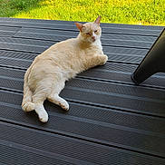 Milou a rejoint le concours — aidez-le/la à gagner de superbes lots ! animal, backyard, cat, cream_colored, daylight, domestic_cat, feline, grass, lounging, nature, outdoor, pet, quiet, relaxed, resting, shade, sitting, summer, sunlight, wooden_deck