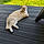 Milou