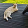 Milou