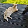 animal, backyard, cat, cream_colored, daylight, domestic_cat, feline, grass, lounging, nature, outdoor, pet, quiet, relaxed, resting, shade, sitting, summer, sunlight, wooden_deck