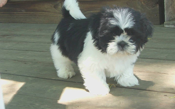 Oreo is registered to the contest to win money with this photo: canidae, carnivore, cockapoo, companion_dog, dog, dog_breed, havanese, kyi_leo, maltepoo, mammal, non_sporting_group, polish_lowland_sheepdog, puppy, rare_breed_dog, shih_poo, shih_tzu, sporting_group, tibetan_terrier, toy_dog, vertebrate