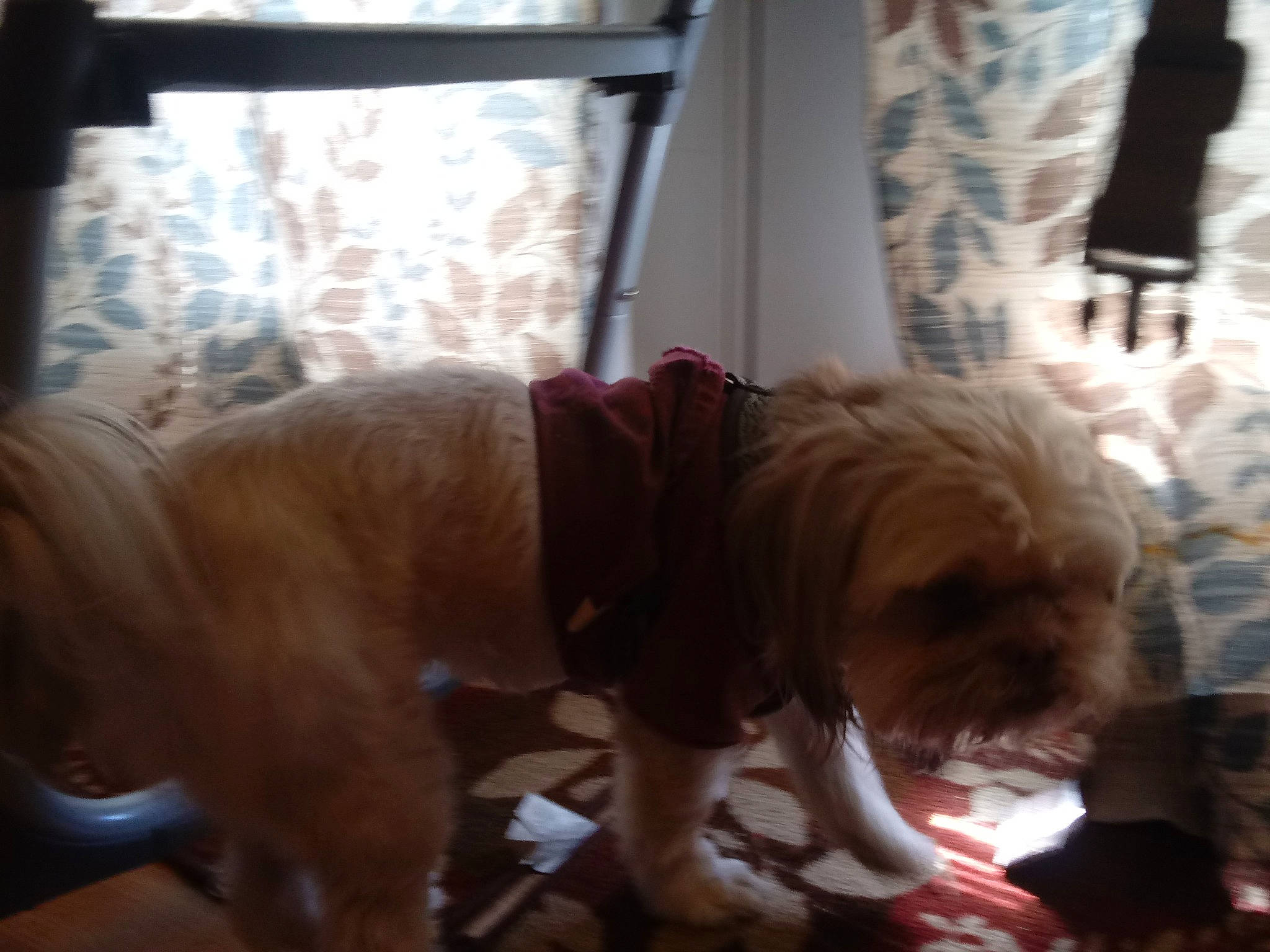 Violet joined the competition — help win amazing prizes! canidae, carnivore, companion_dog, dog, dog_breed, dogue_de_bordeaux, fawn, mammal, non_sporting_group, pit_bull, sporting_group