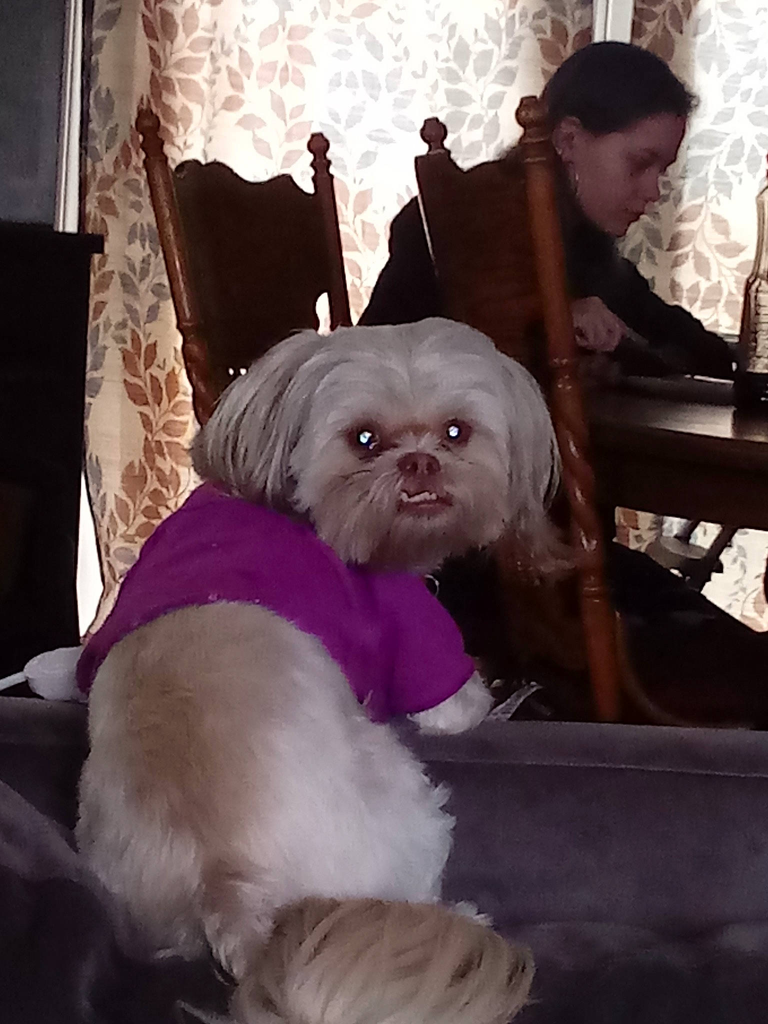 Violet is registered to the contest to win money with this photo: affenpinscher, canidae, carnivore, chinese_imperial_dog, companion_dog, dog, dog_breed, eye, fur, pekapoo, pekingese, pink, puppy, puppy_love, shih_tzu, skin, snout, toy_dog