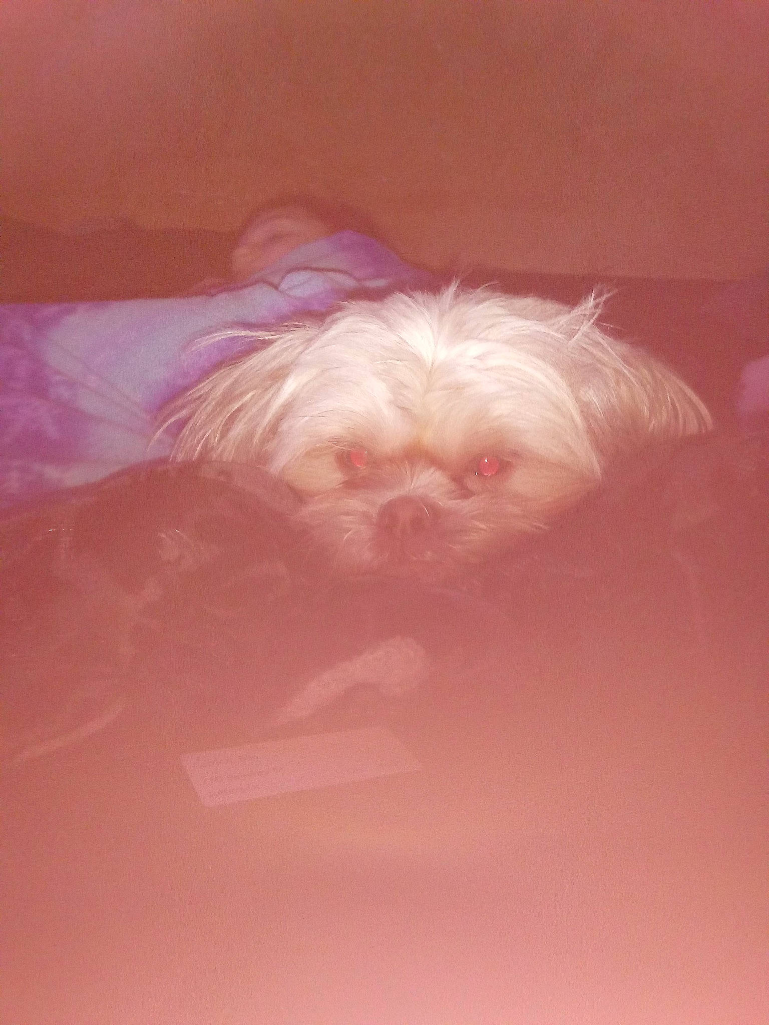 Violet joined the competition — help win amazing prizes! cloud, illustration, pink, sky