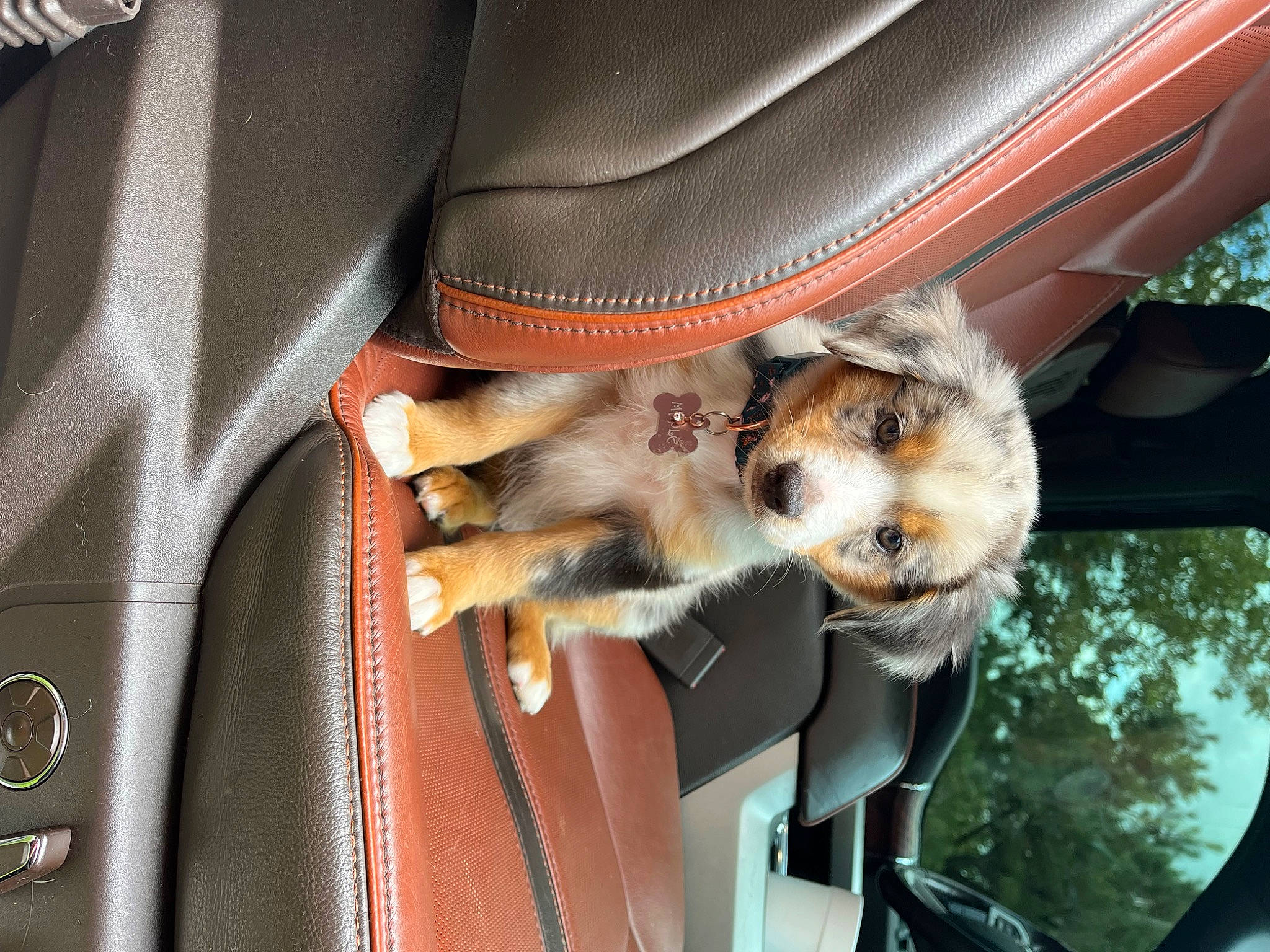 Maple is registered to the contest to win money with this photo: auto_part, automotive_exterior, automotive_window_part, car, car_seat, carnivore, companion_dog, dog, dog_breed, family_car, fawn, felidae, fur, motor_vehicle, sporting_group, tail, tree, vehicle, vehicle_door, windshield