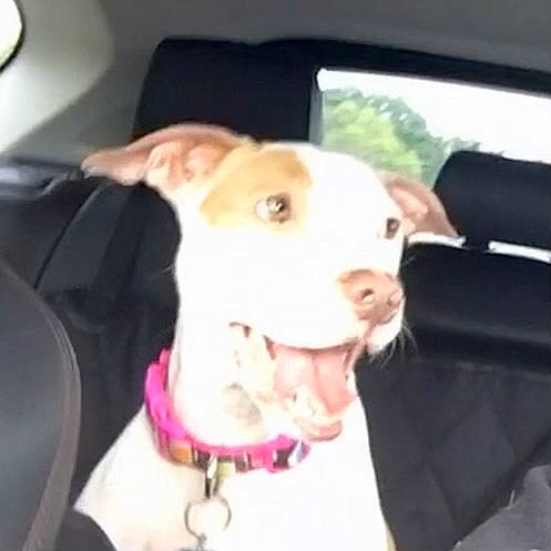 Nova joined the competition — help win amazing prizes! canidae, carnivore, collar, companion_dog, dog, dog_breed, dog_collar, dog_supply, ear, fashion_accessory, fawn, fur, jaw, pet_supply, sleeve, snout, sporting_group, vehicle_door, whiskers, working_animal