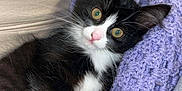 Maka participe au concours pour gagner de l'argent avec cette photo : animal, black_and_white, blanket, cat, couch, cozy, curious, cute, domestic_cat, feline, fur, indoor, kitten, pet, pink_nose, purple, relaxed, resting, whiskers, white_paws