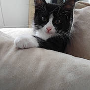 Maka participe au concours pour gagner de l'argent avec cette photo : kitten, cat, black_and_white, whiskers, paw, cushion, indoor, soft_texture, curious, pet, animal, feline, closeup, cute, fur, nose, ears, relaxing, home, cozy
