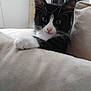 kitten, cat, black_and_white, whiskers, paw, cushion, indoor, soft_texture, curious, pet, animal, feline, closeup, cute, fur, nose, ears, relaxing, home, cozy