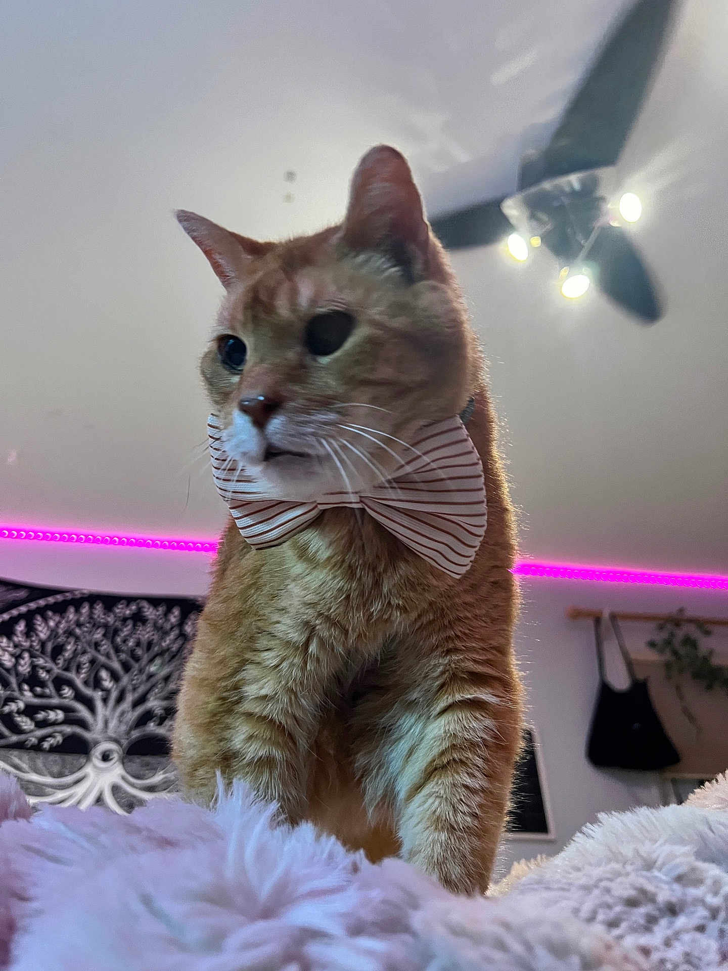 Cowboy is registered to the contest to win money with this photo: cat, orange_tabby, bow_tie, fluffy_surface, indoor, ceiling_fan, purple_led_lights, decor, wall_hanging, plant, furniture, pet, whiskers, fur, portrait, close_up, animal, cute, domestic_cat, striped