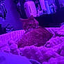 Cowboy joined the competition — help win amazing prizes! cat, orange_tabby, blanket, bedroom, indoor, purple_light, furniture, mirror, dresser, cozy, pet, relaxing, fur, sleepy, home, domestic_animal, soft_texture, purple_tone, resting, feline