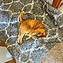 cat, orange_cat, sleeping, fluffy_rug, gray_rug, carpet, indoor, pet, feline, cozy, resting, curled_up, domestic_cat, fur, animal, home, floor, relaxing, cute, quiet