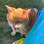 cat, orange_cat, grass, outdoor, pet, feline, whiskers, sunlight, animal, nature, closeup, fur, mammal, mouth_open, daylight, paw, texture, blue_towel, relaxation, domestic_animal