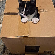 Miso is registered to the contest to win money with this photo: cat, kitten, cardboard_box, carpet, black_and_white, pet, animal, cute, indoor, playful, paws, fur, small, curious, looking_out, box, domestic_animal, young, resting, home