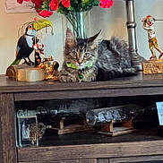 Monica joined the competition — help win amazing prizes! cat, kitten, fluffy, long_hair, tabby, green_eyes, collar, bell, sitting, lying_down, indoors, shelf, furniture, flowers, vase, figurines, puppet, bird, vintage_decor, portrait