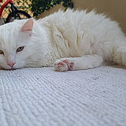 Zen'O participe au concours pour gagner de l'argent avec cette photo : cat, white_cat, fluffy, pet, animal, relaxed, lying_down, indoor, carpet, paw, pink_nose, ears, fur, outdoor, bicycle, plant, calm, close_up, resting, mammal