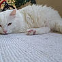 cat, white_cat, fluffy, pet, animal, relaxed, lying_down, indoor, carpet, paw, pink_nose, ears, fur, outdoor, bicycle, plant, calm, close_up, resting, mammal